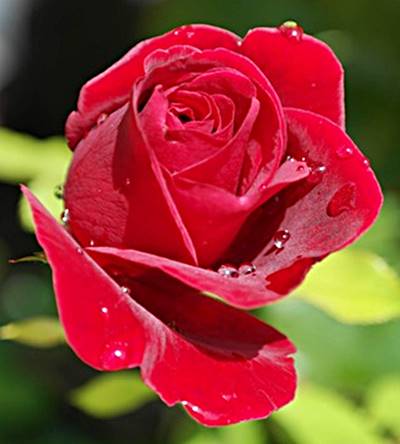 Red Color Research